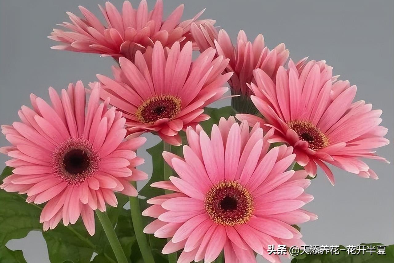 扶郎花的花语和寓意150字简介,扶郎花的花语和寓意