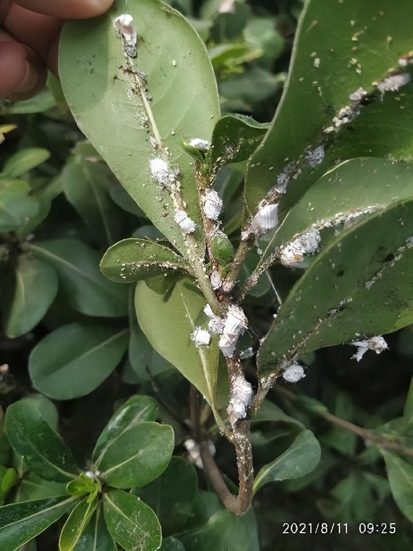 12月份园林绿化养护工作重点,元月份园林养护重点工作