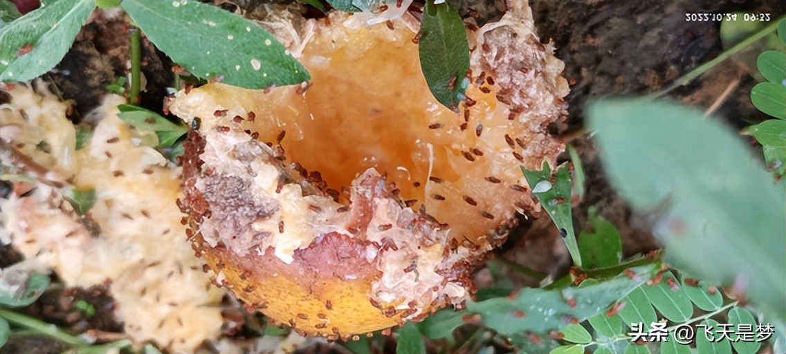 你的柑园布防果蝇未？