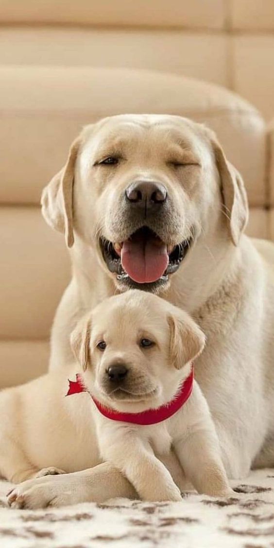 十大最好的宠物品种狗排名榜,世界十大顶级山羊品种