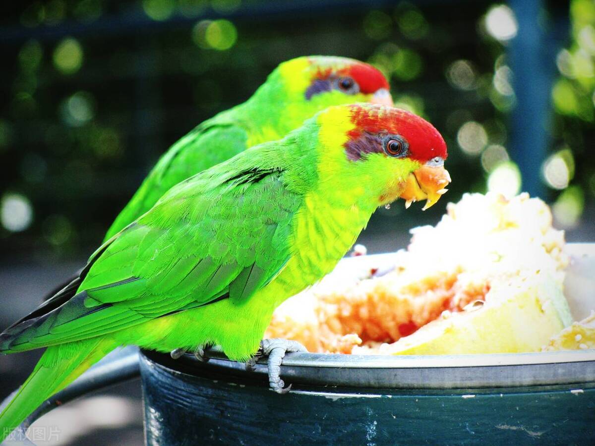 鹦鹉太瘦了吃什么能增肥,鹦鹉消瘦不怎么进食