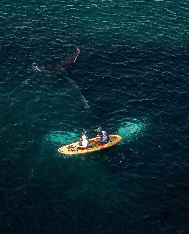 海洋巨蟒真实照片大全,海洋巨蟒真实图片大全