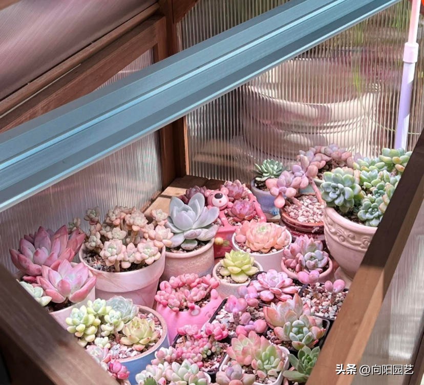 室外养多肉保温,冬季养殖通风保温