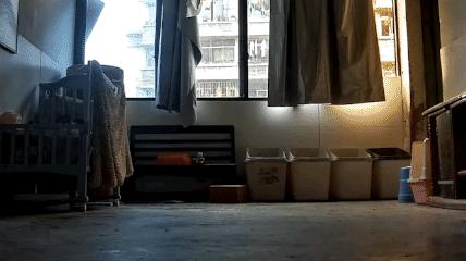 找到那只猫 (睡不着的坏猫)