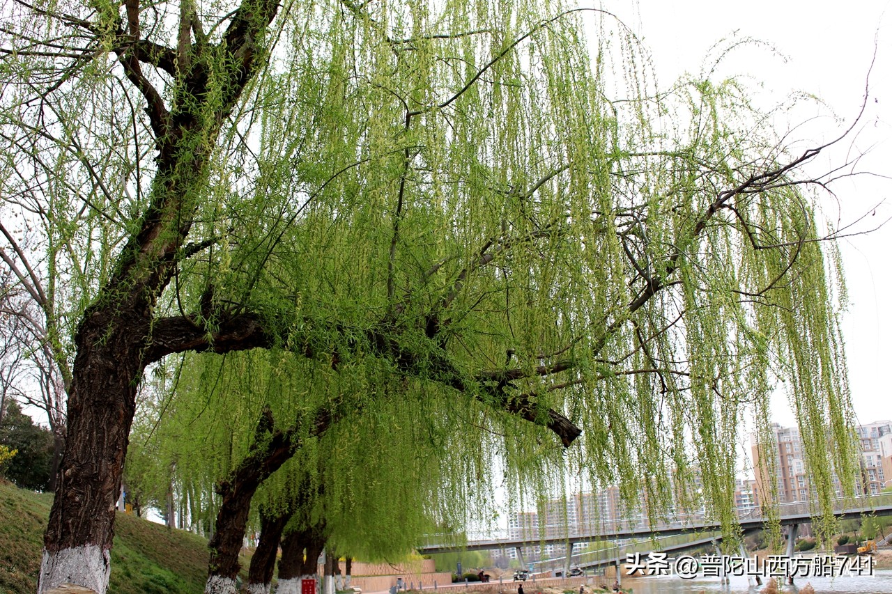 太平寺足球的故事（春意）