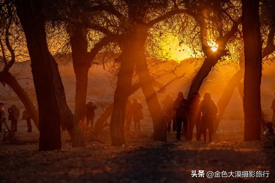 额济纳赏胡杨视频,赤峰额济纳赏胡杨