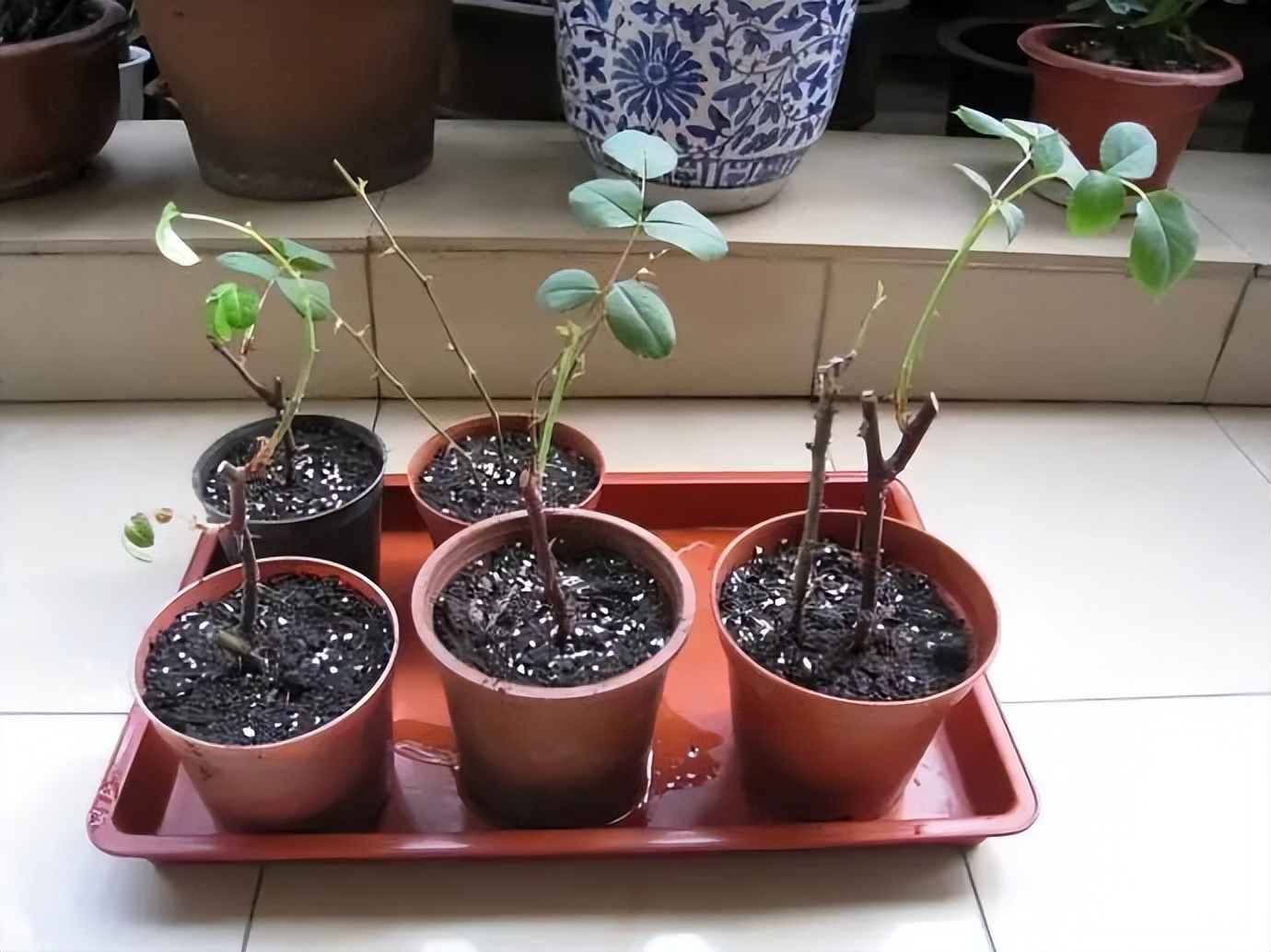 一根枝条扦插生根,随便一根枝条便能扦插成活