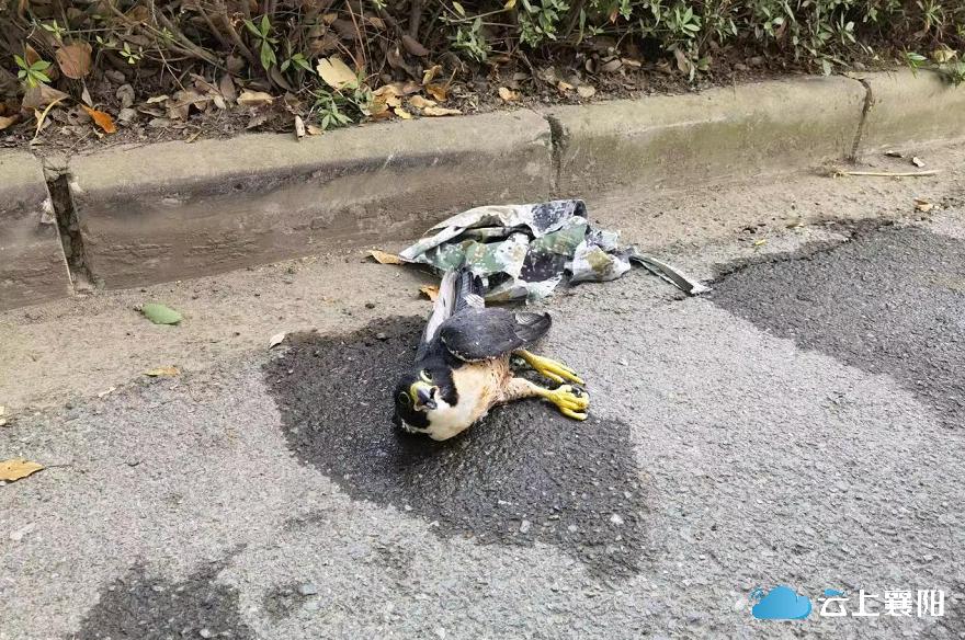 这天真热晕“鸟”！游隼难耐酷热，坠落了......