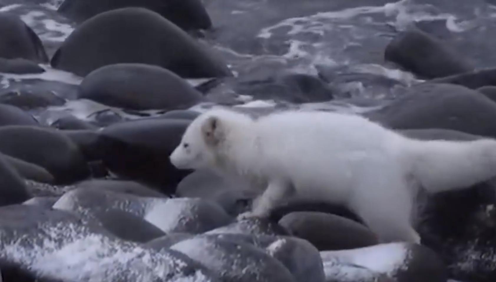 野外发现罕见的白狐,南京市民在路边捡到北极狐