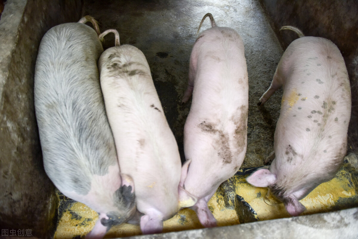 卖仔猪，出标猪，压大肥，2022年四季度哪种养猪模式更赚钱？