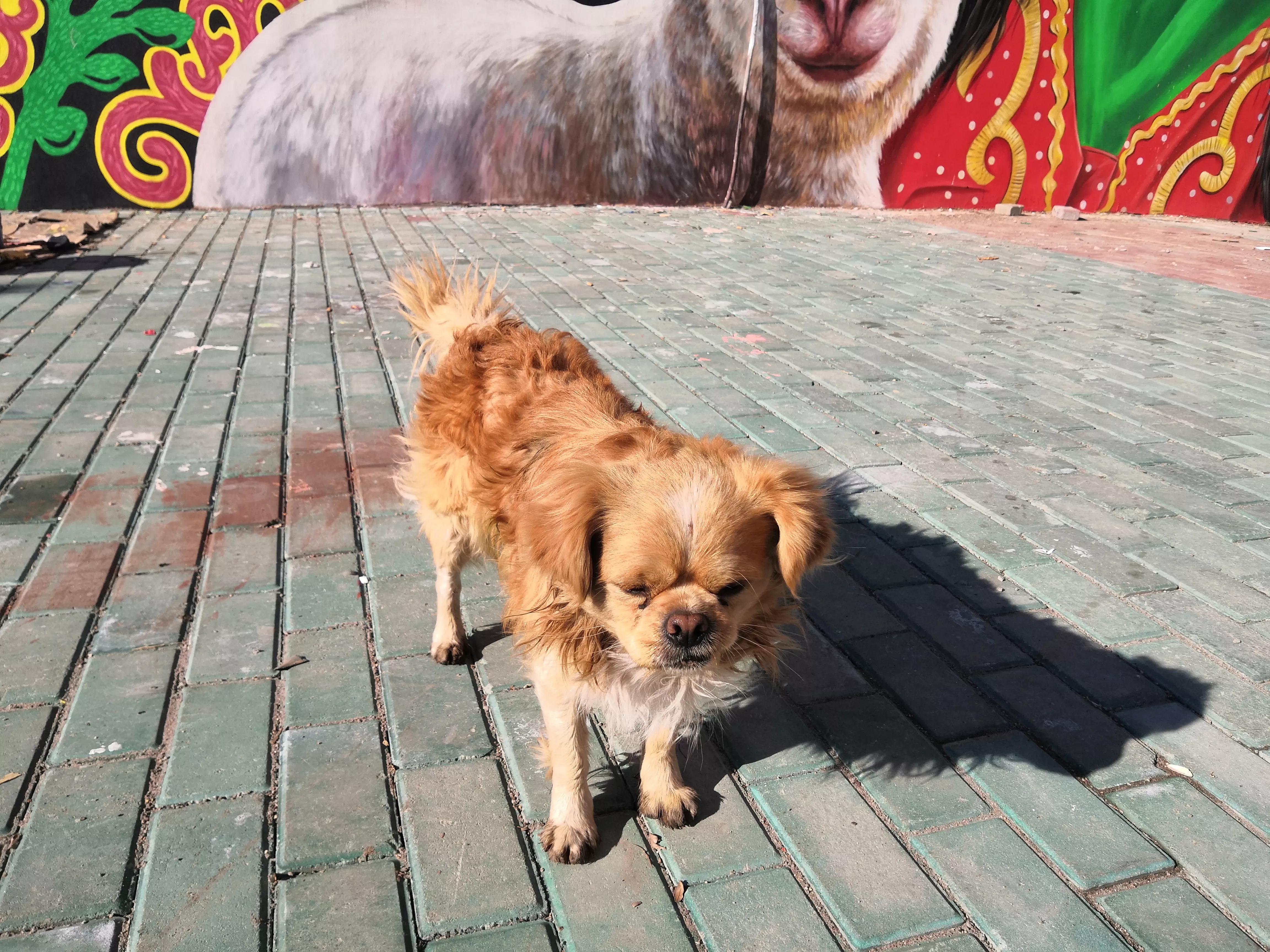 *疆新**，一个懂得艺术欣赏的狗