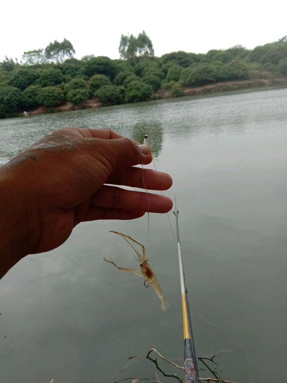 野钓用红虫钓小鱼闹窝怎么办,野钓鲫鱼小鱼闹窝怎么办