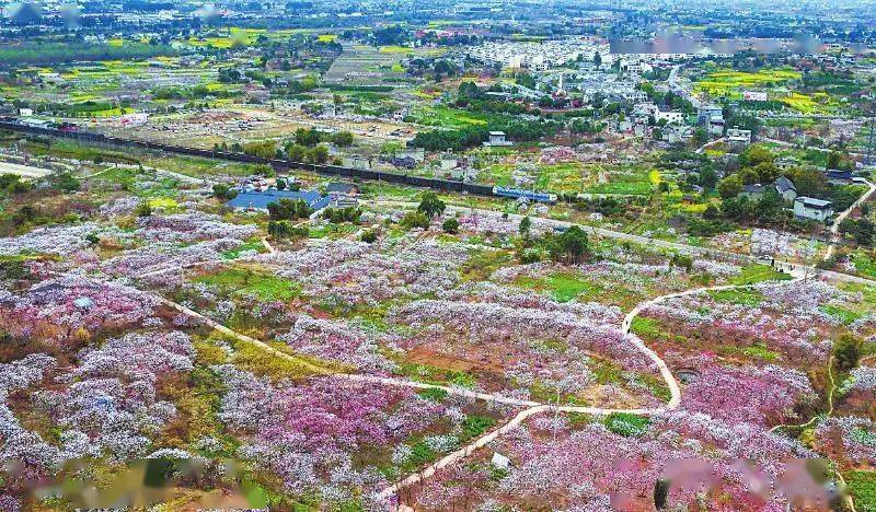 【乡村振兴】发掘杏文化培育杏产业助推乡村振兴——成都市青白江区地方文化服务福洪镇杏花村乡村振兴案例