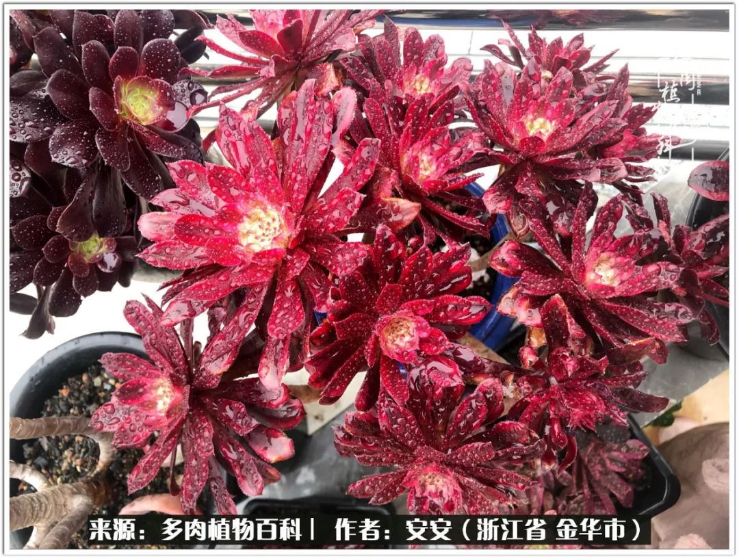 多肉法师花卉品种大全,多肉法师为什么叫法师