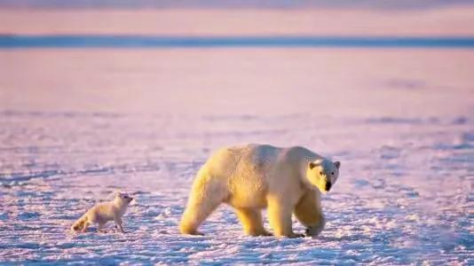 北极狐在恶劣的环境中顽强生存,北极狐幼年到成年是怎么生活的