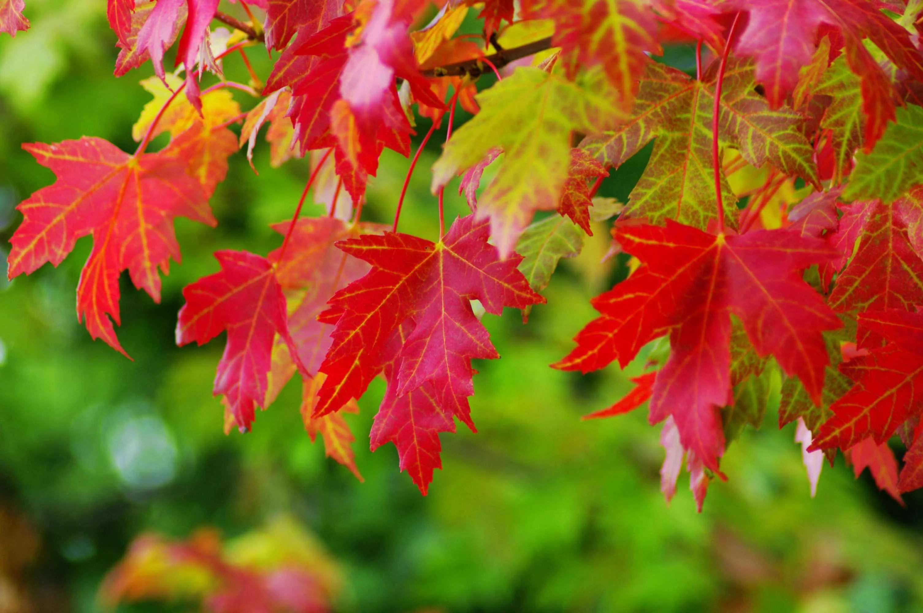 秋天最美的散文,绚烂的秋天美文