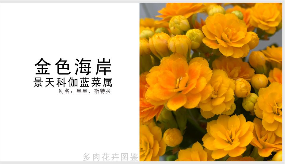 黄色重瓣长寿花的品种,金色长寿花