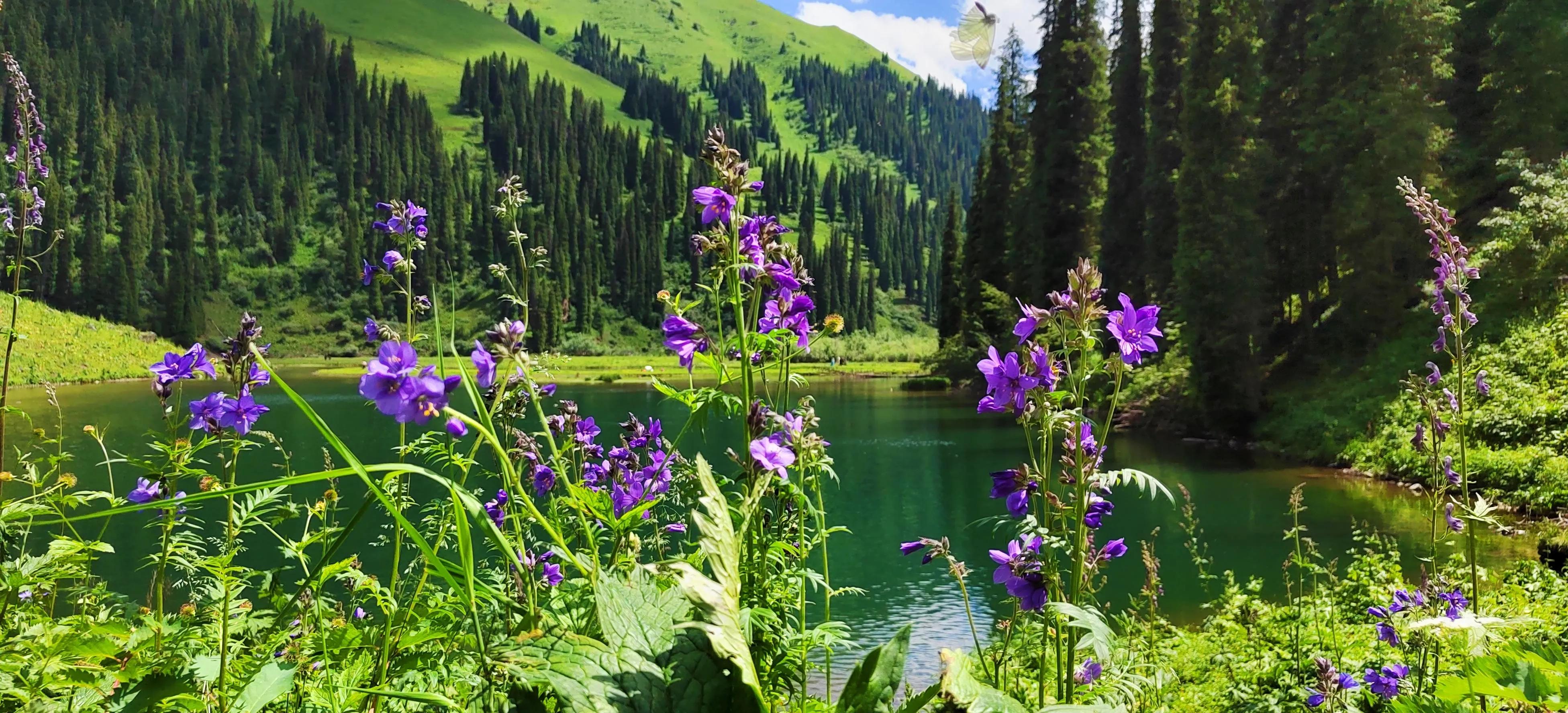 穿越森林探险视频,穿越森林探险之旅