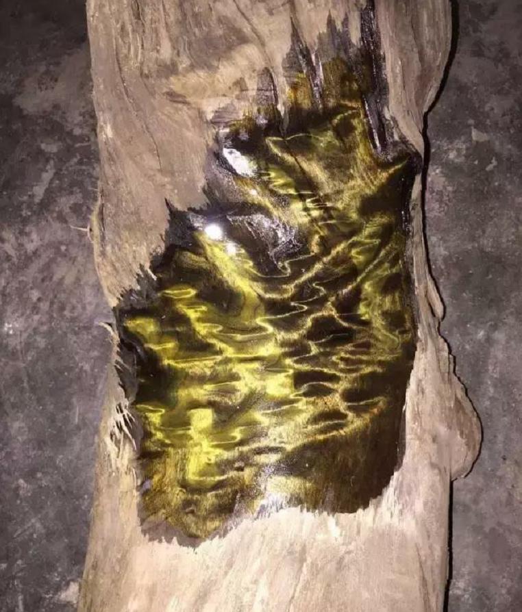 一棵金丝楠木值多少万,金丝楠木一棵十几亿