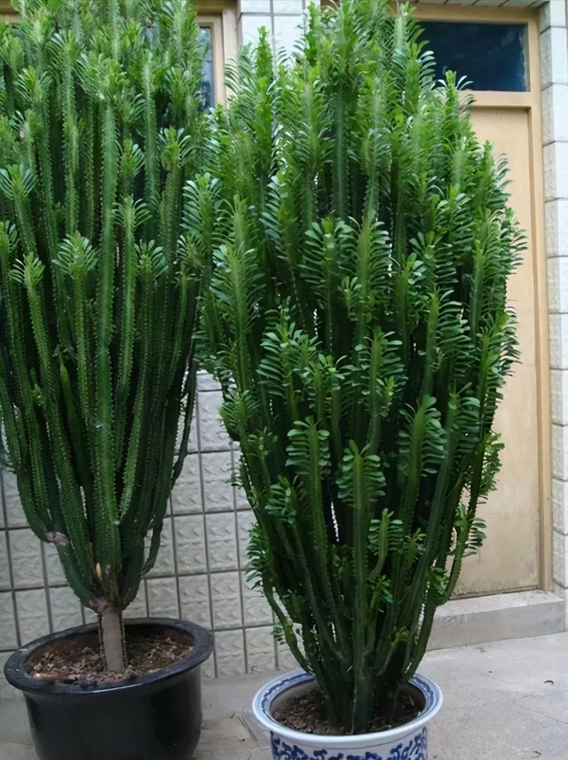 越养越吉利的三种花有哪些,玫瑰花老桩用大盆还是小盆栽培