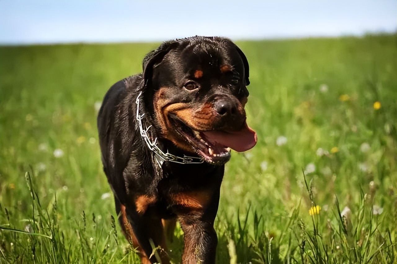 罗威纳百科全书,罗威纳犬训练教程