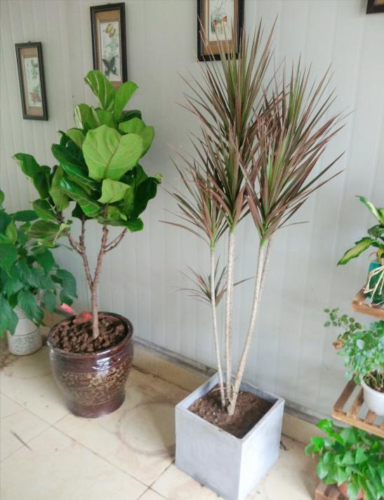 新家养什么花可以除甲醛,家里室内必养哪四种花