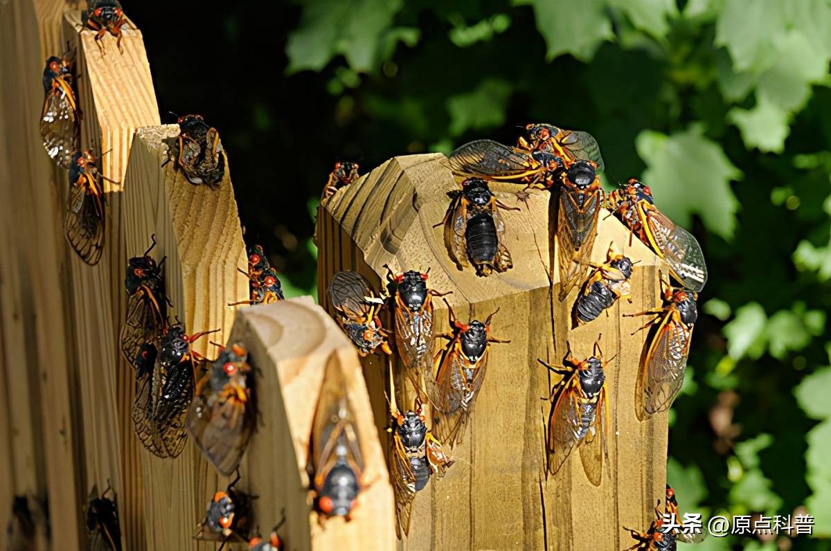 美国的昆虫入侵,盘点入侵美国的七大昆虫