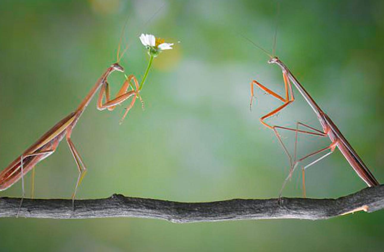 母螳螂一交配，就会吃自己的“丈夫”，难道不怕公螳螂反抗？