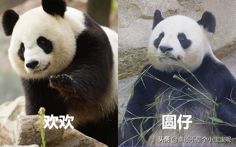 目前在国外的大熊猫有几只,大熊猫国外租借了多少只