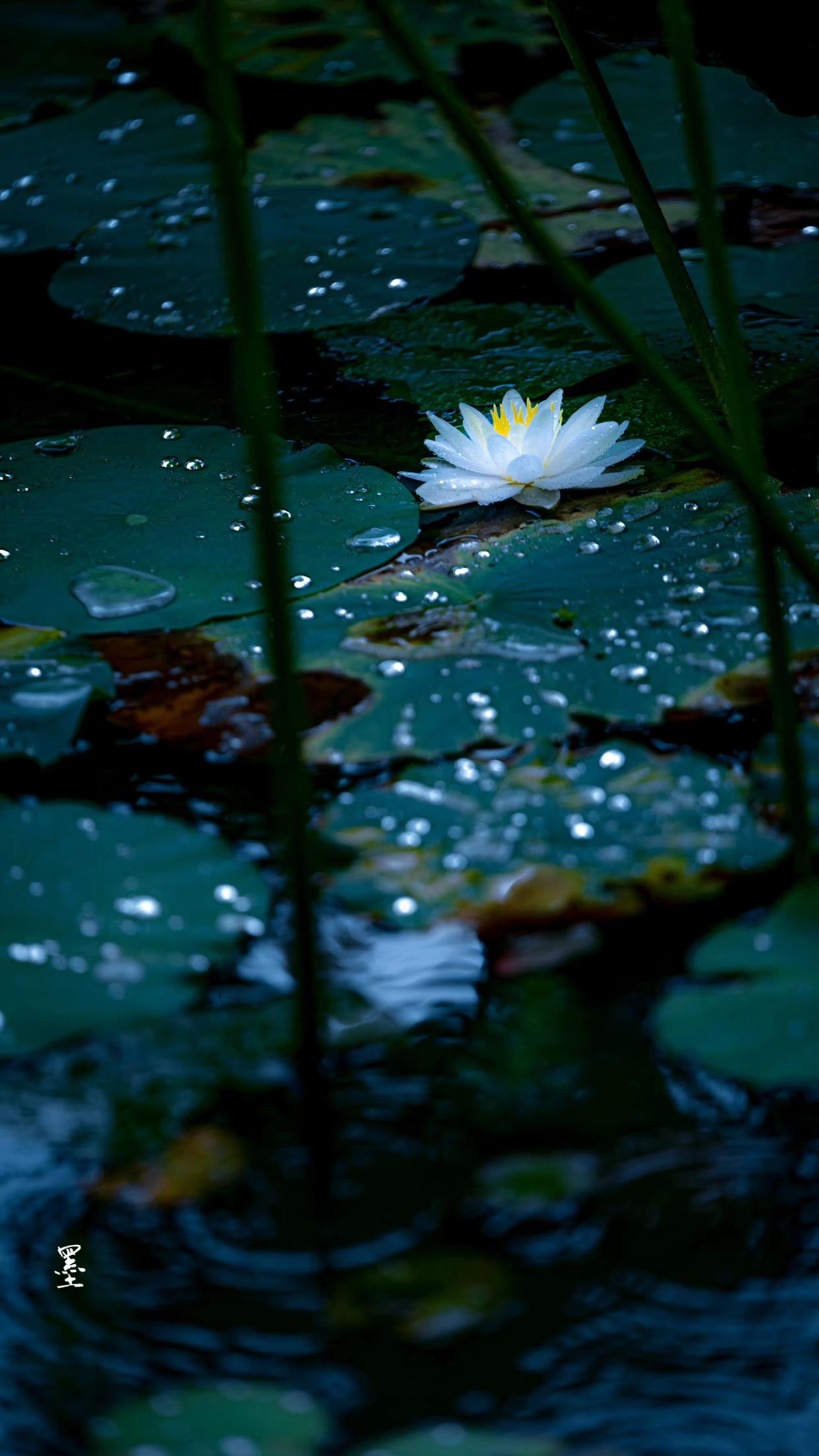 十首经典荷花古诗词名句,十首最美荷花诗词
