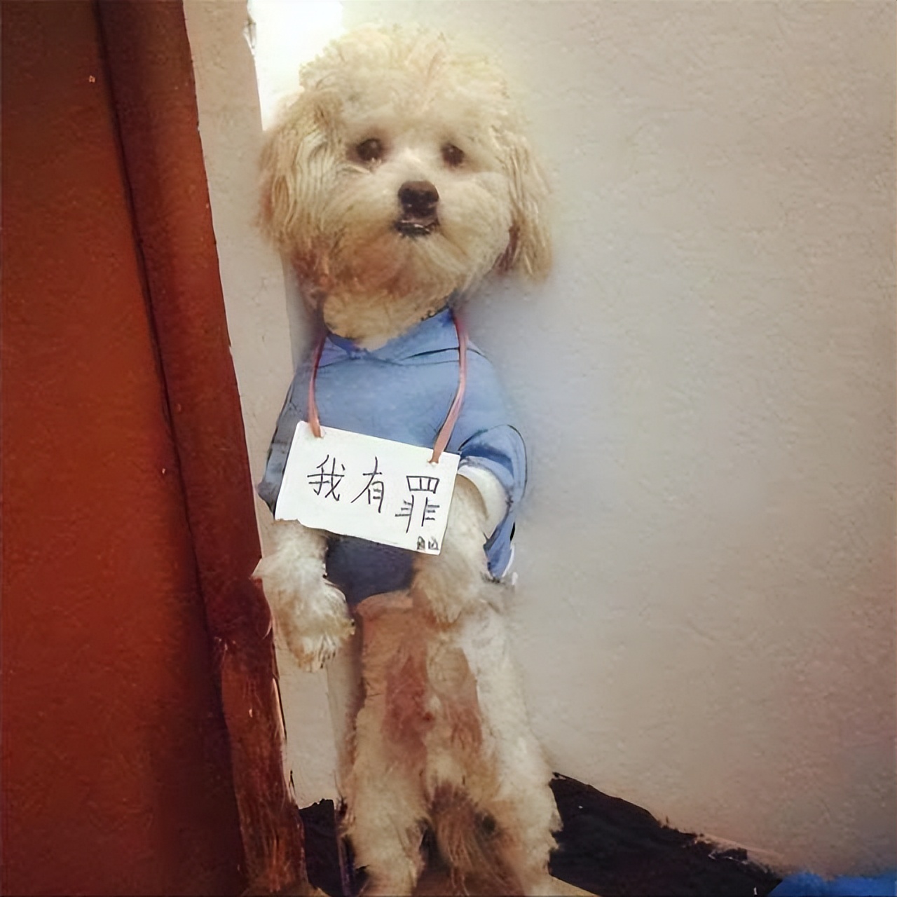 泰迪一般几个月出现流氓行为,泰迪怎么惩罚会比较有效