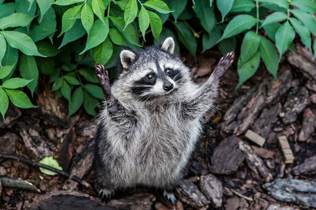 八种极为危险的可爱动物,猫是世界上最可爱的动物