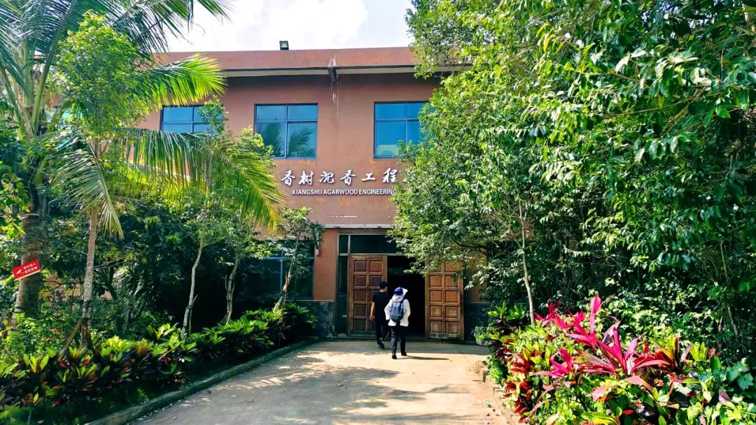 春日出游计划东寨港红树林观鸟游,东寨港红树林观鸟