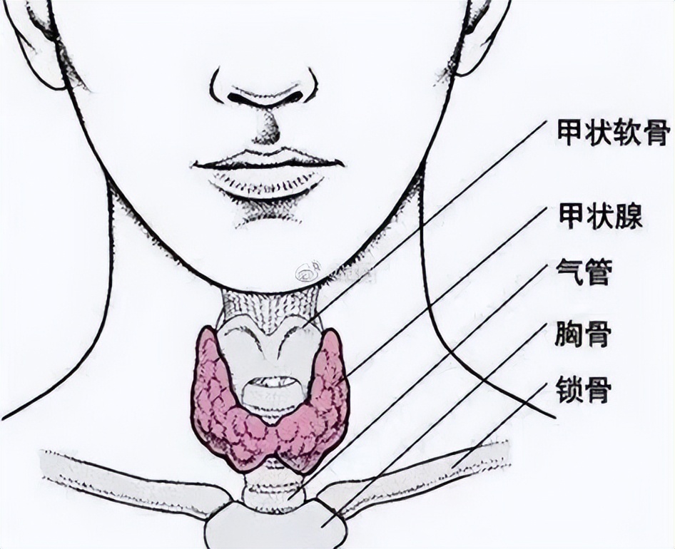 甲状腺结节和甲亢甲减有什么关系,甲亢结节饮食注意事项和禁忌