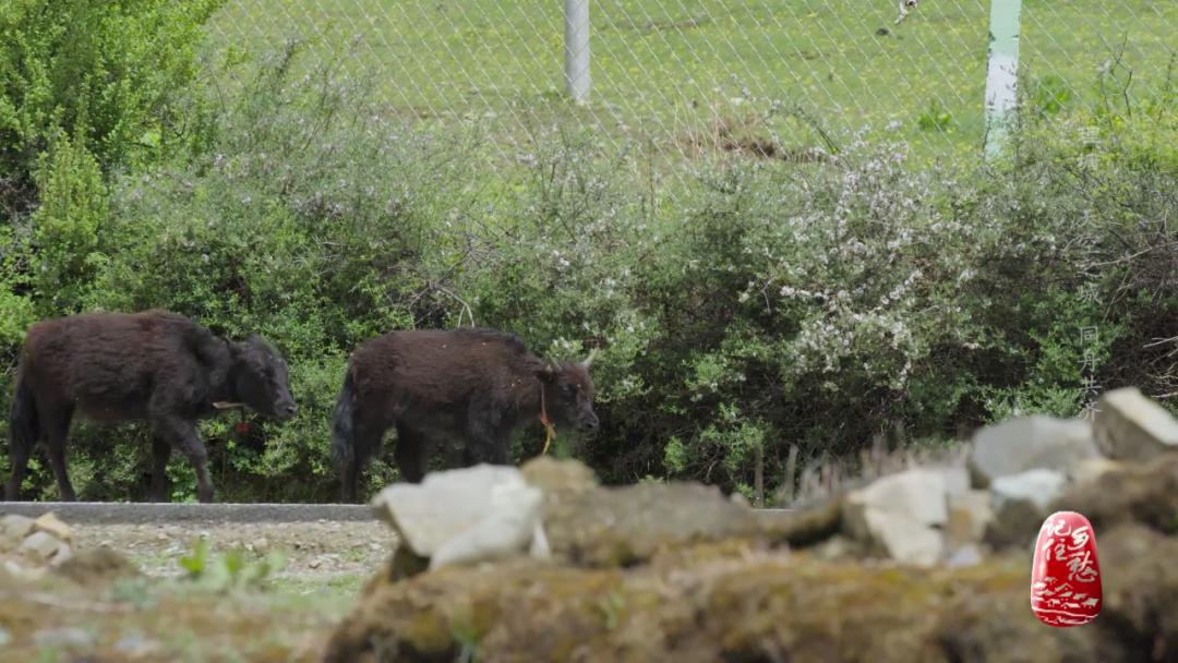 理塘天空之城照片,川西高原理塘