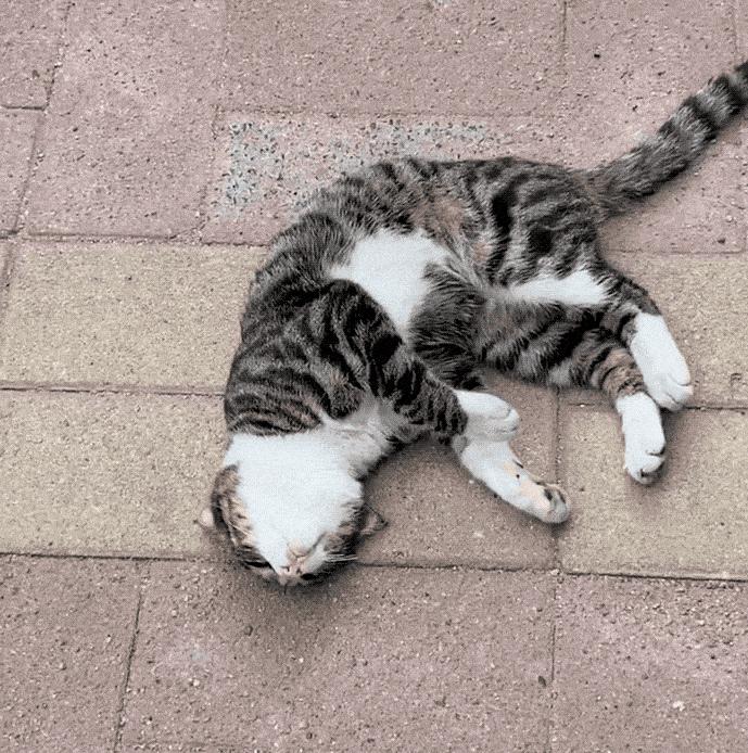 猫界中最通人性的几种猫你养了吗,5种便宜又好养的猫