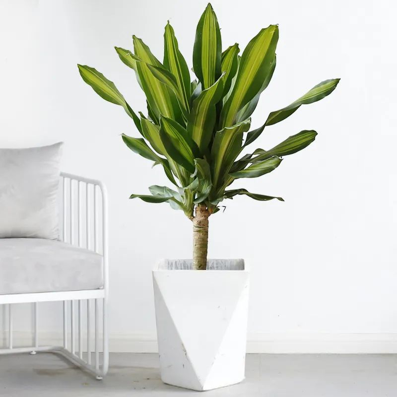 招财纳福多肉盆栽,家里养什么盆栽纳福