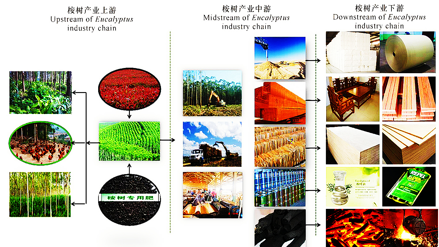 广西漫山遍野的桉树,桉树底下不长草其实是有原因