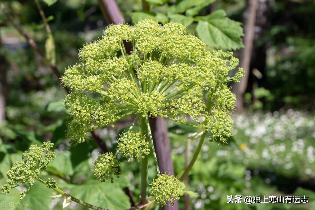 当归加什么可以治妇科,当归活血补血调经止痛润肠通便