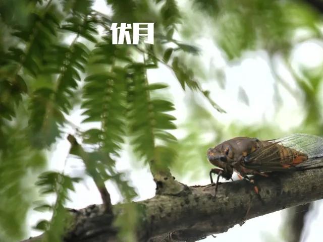 农历6月诸事不宜,农历六月诸事不宜