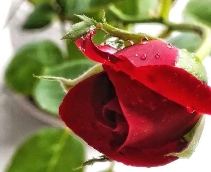 德育学堂小学版四年级上册,小学六年级上学期德育工作总结