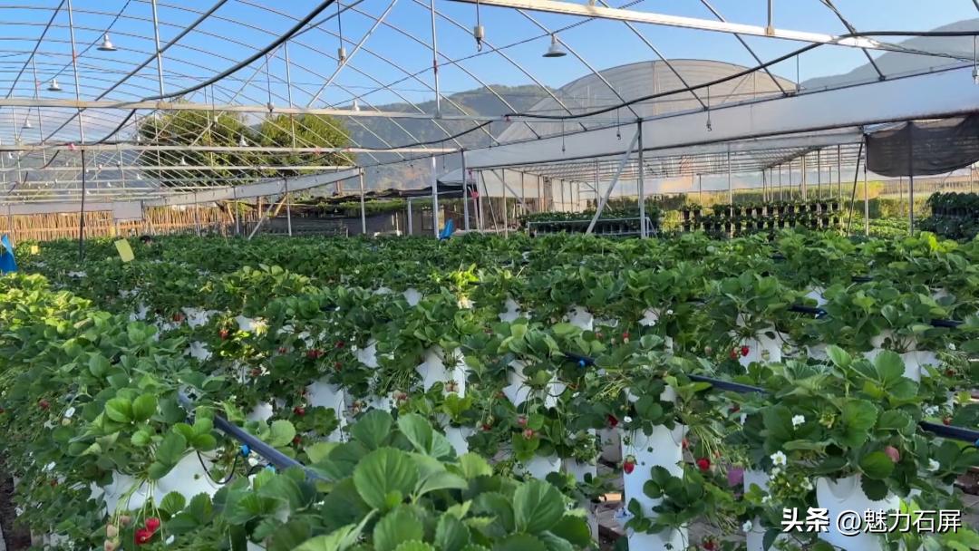 周末打卡地|去看“管道树”上的草莓and去摘冬日的第一颗草莓