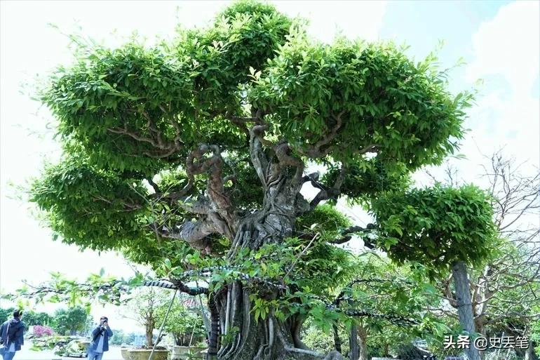 2012年他花9万买下一棵老榕树，结果10年后出价105万都不肯卖