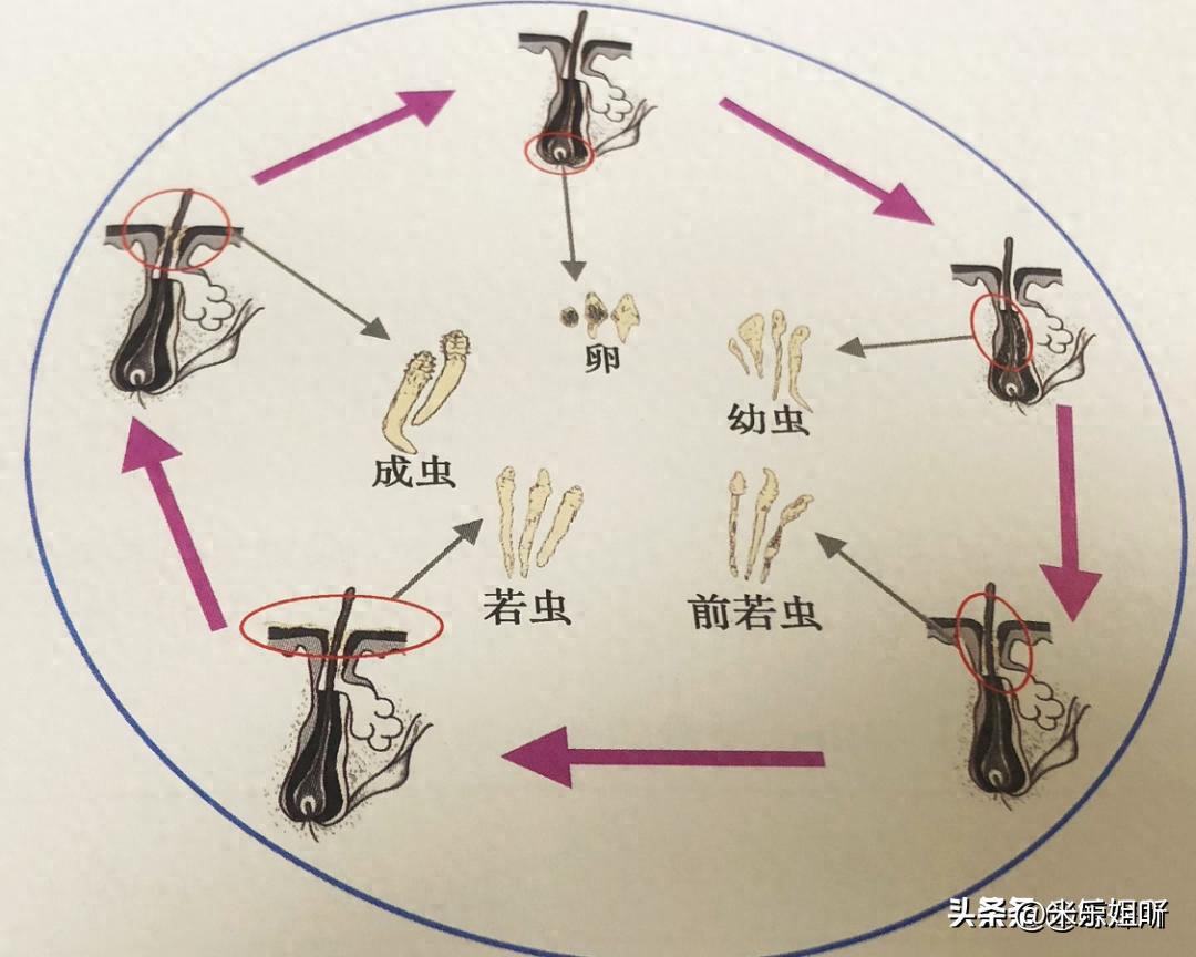 羽绒被暴晒会长虫子吗,羽绒被暴晒还有味道吗