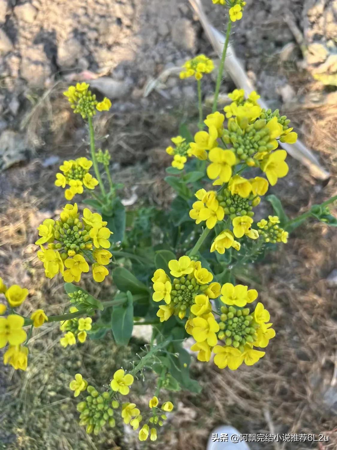 瑗垮瓙缁皬璇村弻鐢蜂富鍙や唬,瑗垮瓙缁皬璇村弻鐢蜂富鍙や唬鎺ㄨ崘