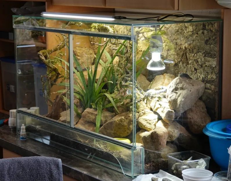 「原来欧洲有这么多种蛇？！」偷师卡塞尔的豢龙大师·下