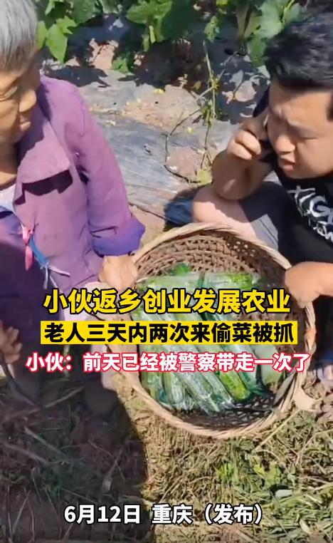返乡创业老人偷菜后续,农村小伙回乡创业租用田地种植