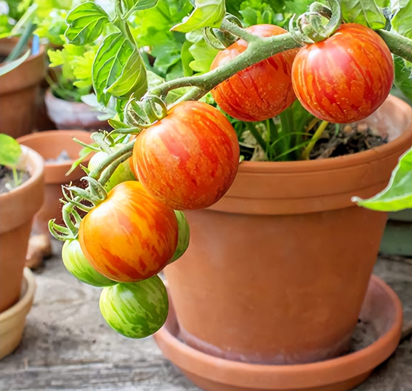 夏天阳台种植不生虫害蔬菜排名,蔬菜种植除虫小妙招