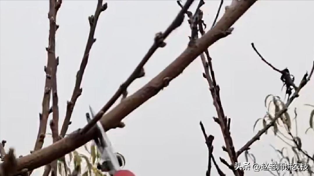 已经长成的桃树怎么修,修剪桃树怎么处理树枝