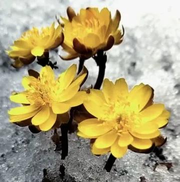 冰凌花享有林海雪莲之美称,牡丹江林海雪莲冰凌花悄然盛放